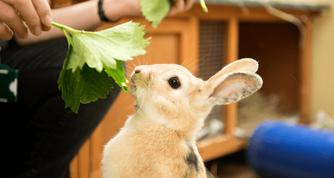 rabbit living conditions