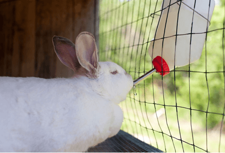 water bottle for rabbits