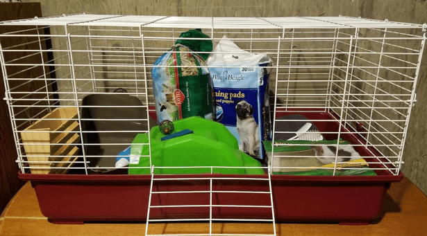 Cages for guinea pigs are available