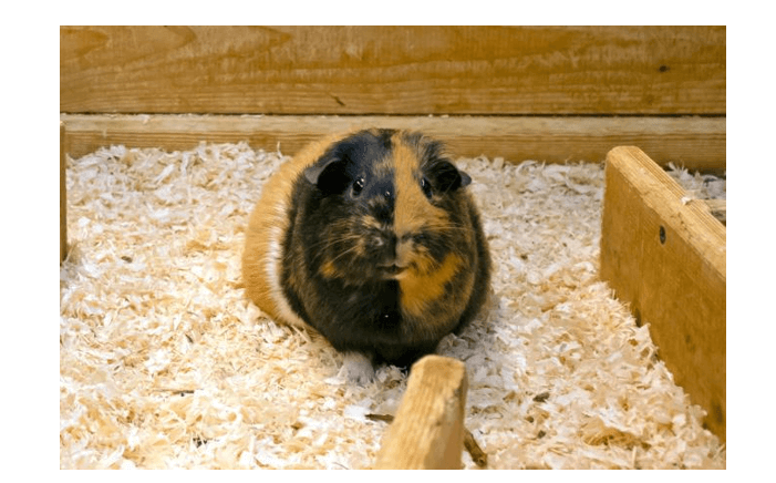Choosing bedding for guinea pigs