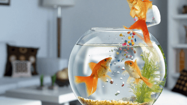 Food Care for Betta Fish
