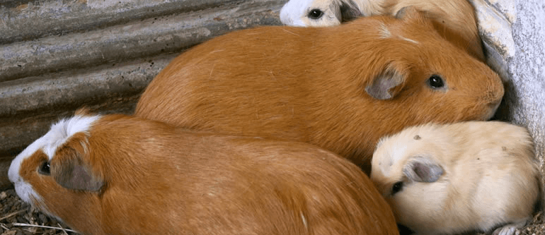 Guinea Pigs and the Way to Raise them