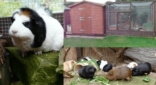Outdoor guinea pig cage