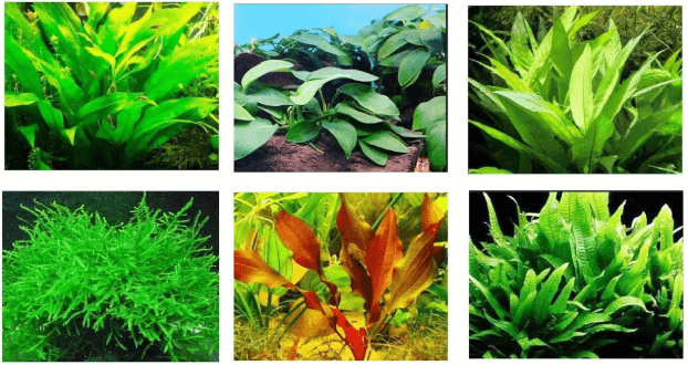 best live plants for betta fish tank