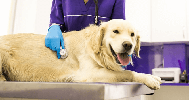 faqs about dogs health