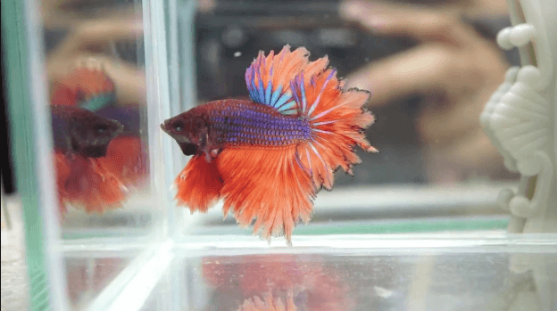tips to take care of betta fish