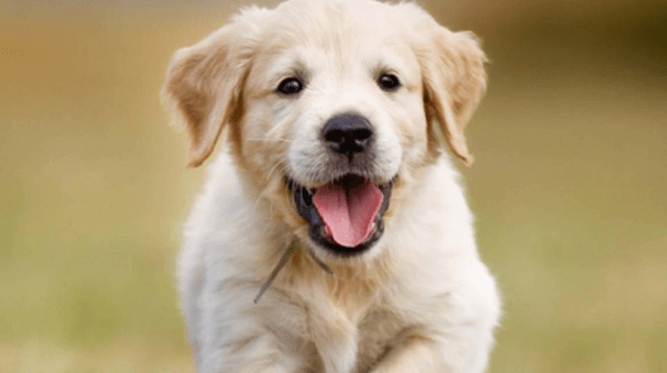 train a pup