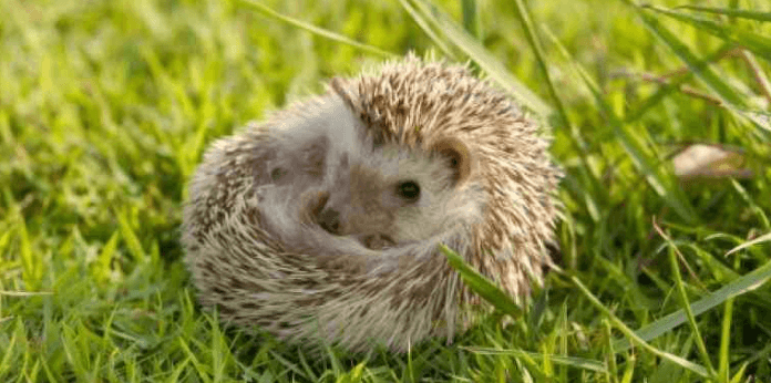Best Hedgehog Houses