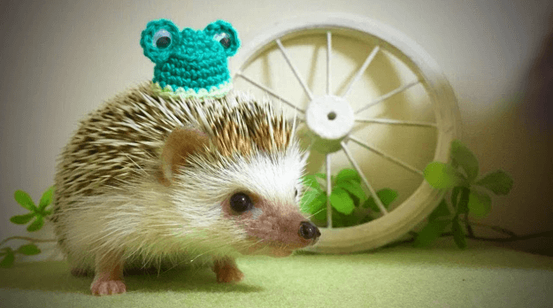 Best Hedgehog Wheels