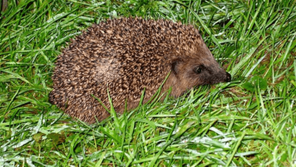 FAQs on Litter Box for Hedgehogs