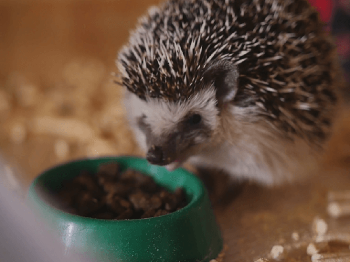 purina cat food for hedgehogs