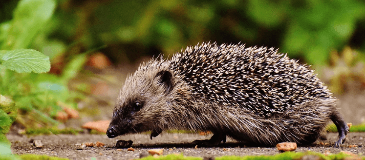 Best Hedgehog Habitats