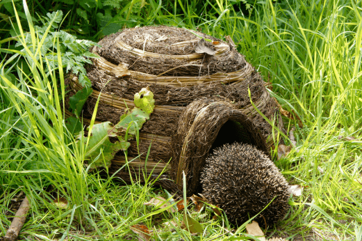 hedgehog cage