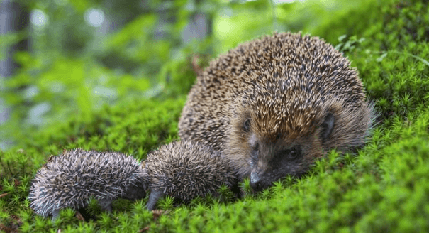hedgehog habitat