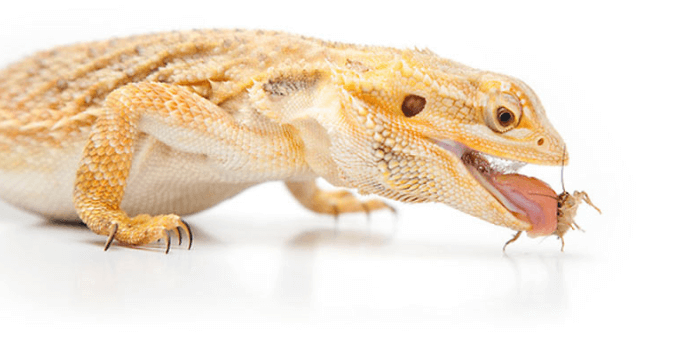 Best Food for Bearded Dragons