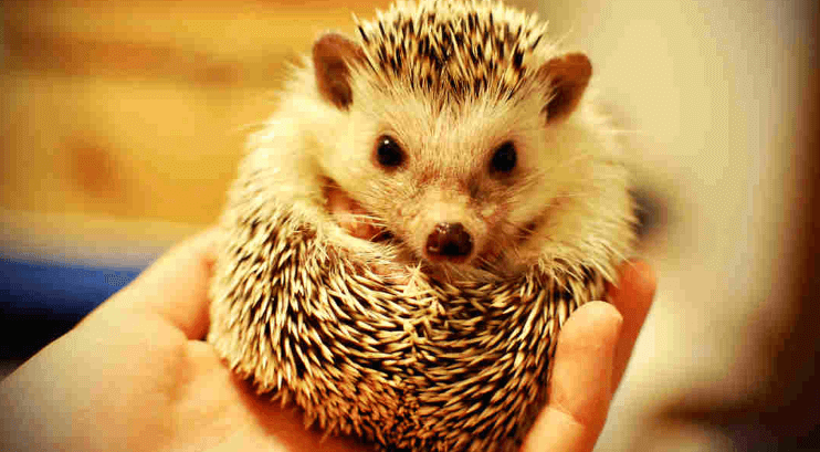 FAQs Best Hedgehog Bedding