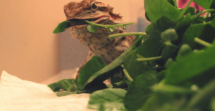 Feeding a bearded dragon with veggies