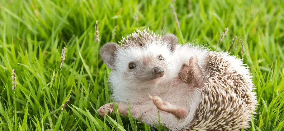 Ideas for DIY Hedgehog Bedding