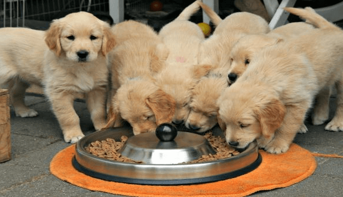 Pup food