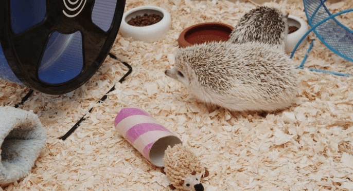 Wheels are one of the necessary hedgehog supplies you should buy
