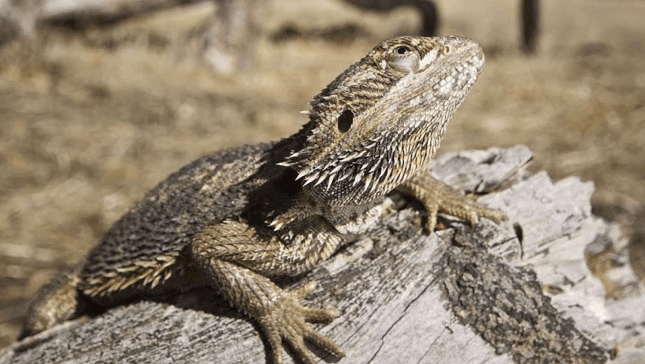 Bearded dragons in the wild