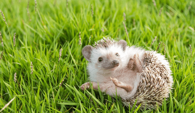 A happy and healthy hedgehog can live for 7-8 years