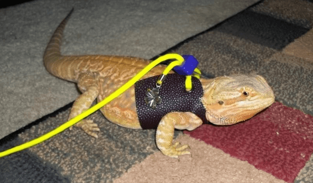 A leash for the bearded dragon