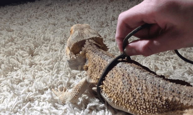 Bearded dragon harness