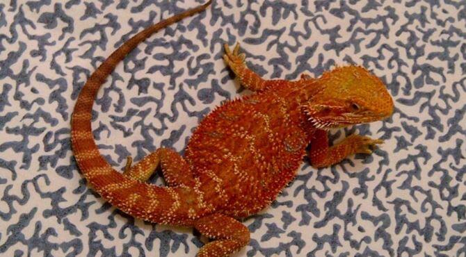 Bearded dragons with a pure red color