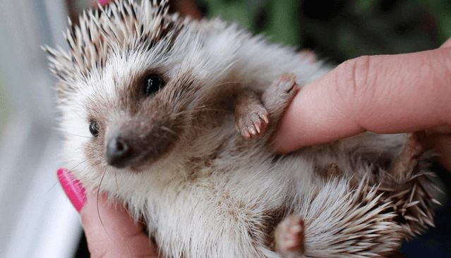 Cuddle a hedgehog
