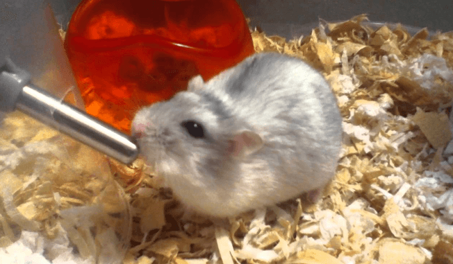 Hamster water habits