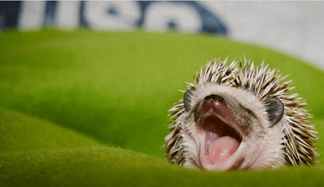 Let’s care about the oral diseases of hedgehogs