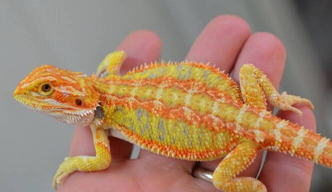 Red bearded dragons with mixed colors
