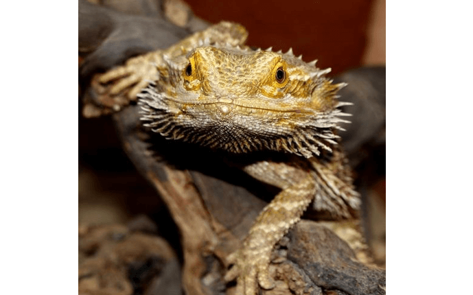 The bearded dragon possesses a very special appearance