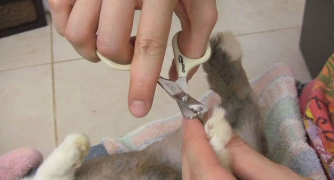 Trimming rabbits nails