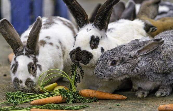 Rabbit eating Carrot