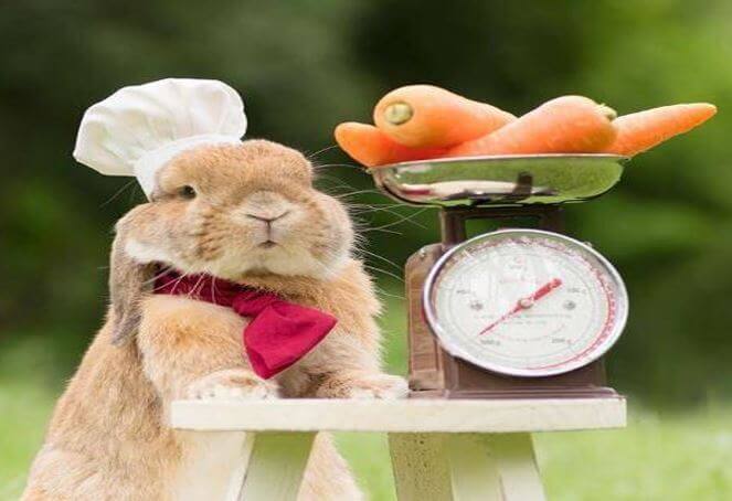 How should you often feed the bunny treats