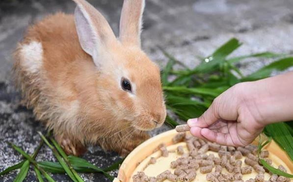 Rabbit eating Pellets