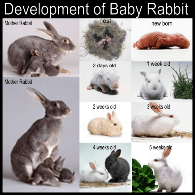 Rabbits at each stage of development
