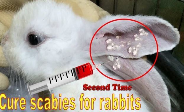Rabbit Scabies