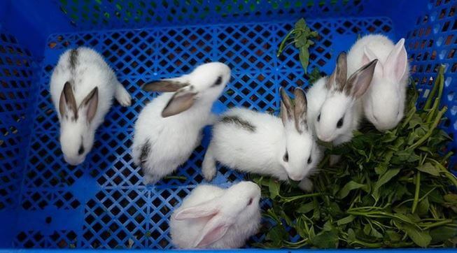 Take care of baby rabbits