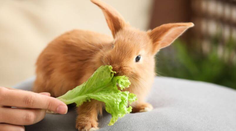 rabbit treats