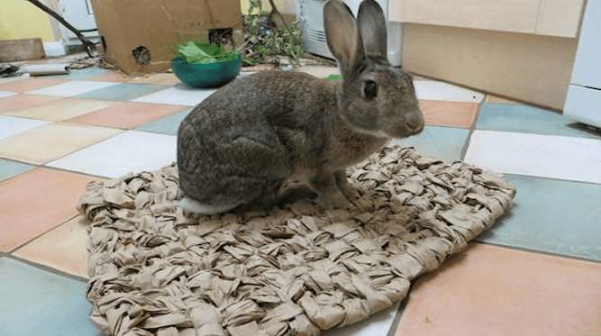 Rabbit on a mat