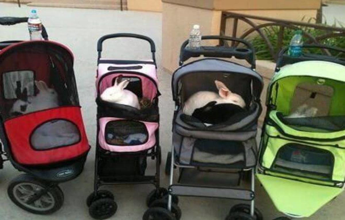 bunny strollers for sale