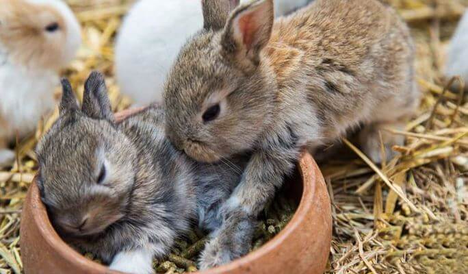 Rabbits and pellets Picking the best food source
