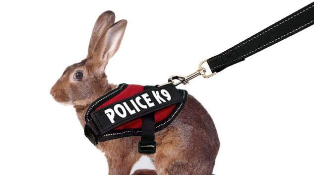 Vehomy rabbit harness leash