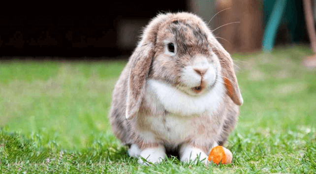 What rabbit should eat