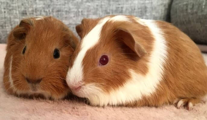 Guinea Pig Supplies & Accessories for Beginners