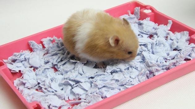 Pet owner can make hamster bedding DIY