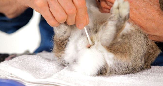 Cleaning rabbit ear mites